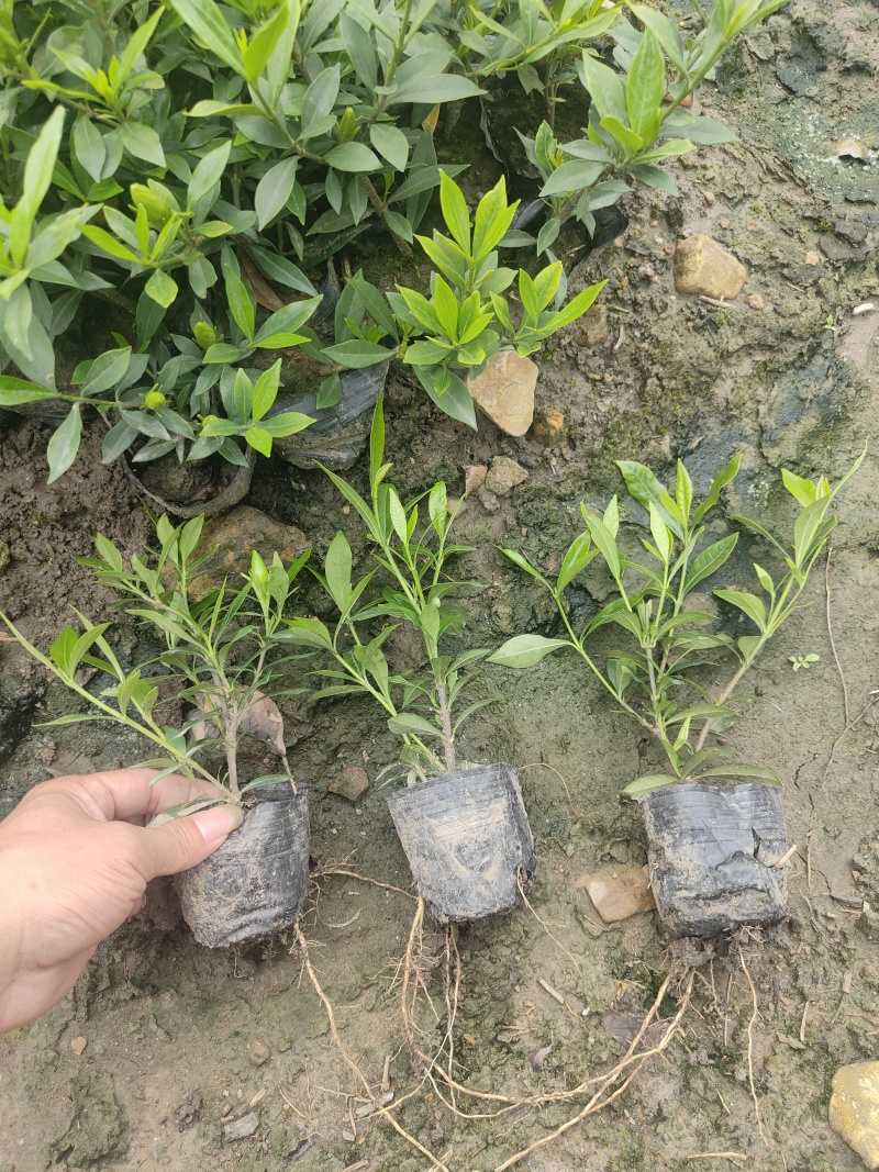小叶栀子花基地直销栀子花杯苗