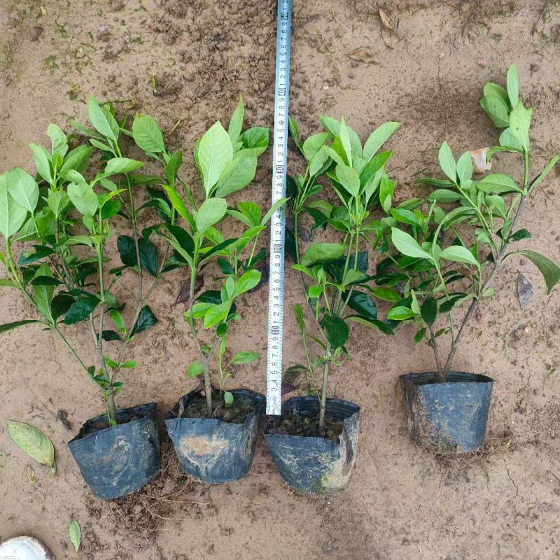 大叶栀子花绿化苗出售玫瑰栀子花杯苗