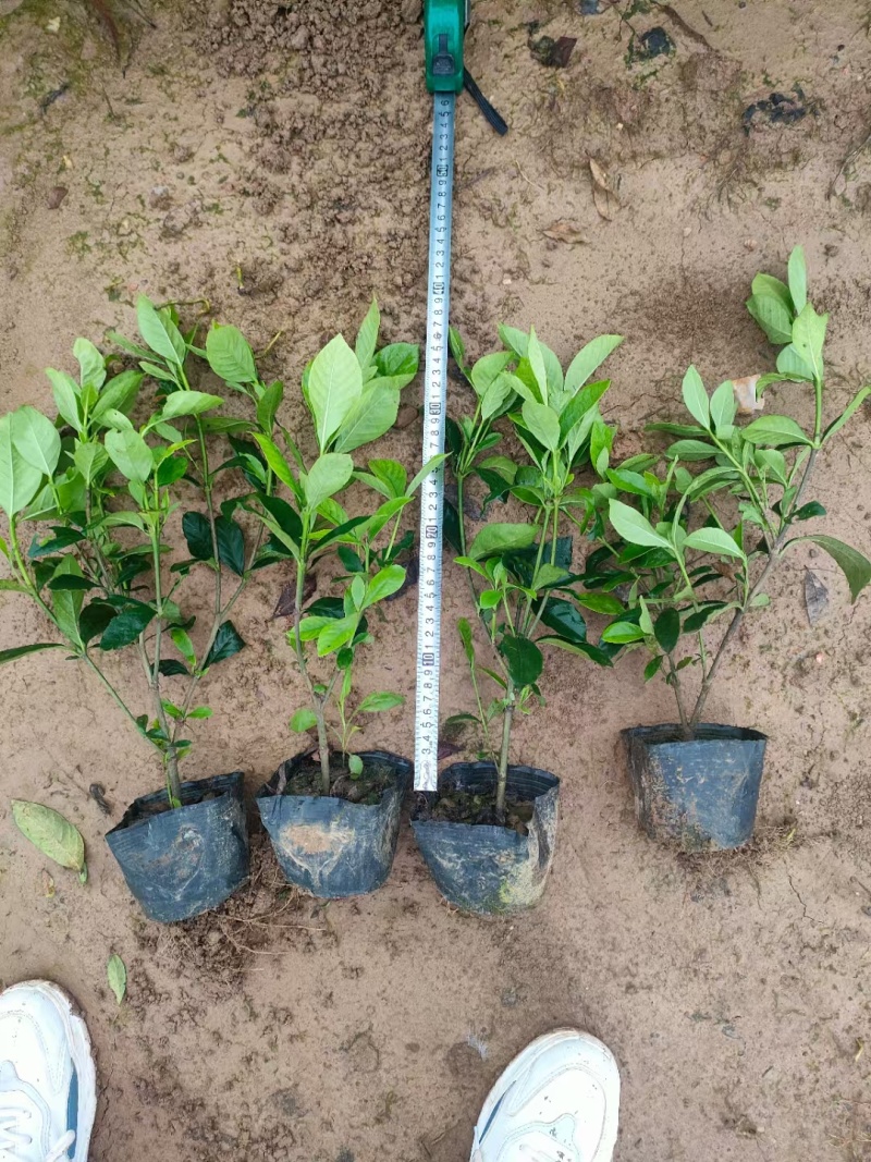大叶栀子花绿化苗出售玫瑰栀子花杯苗