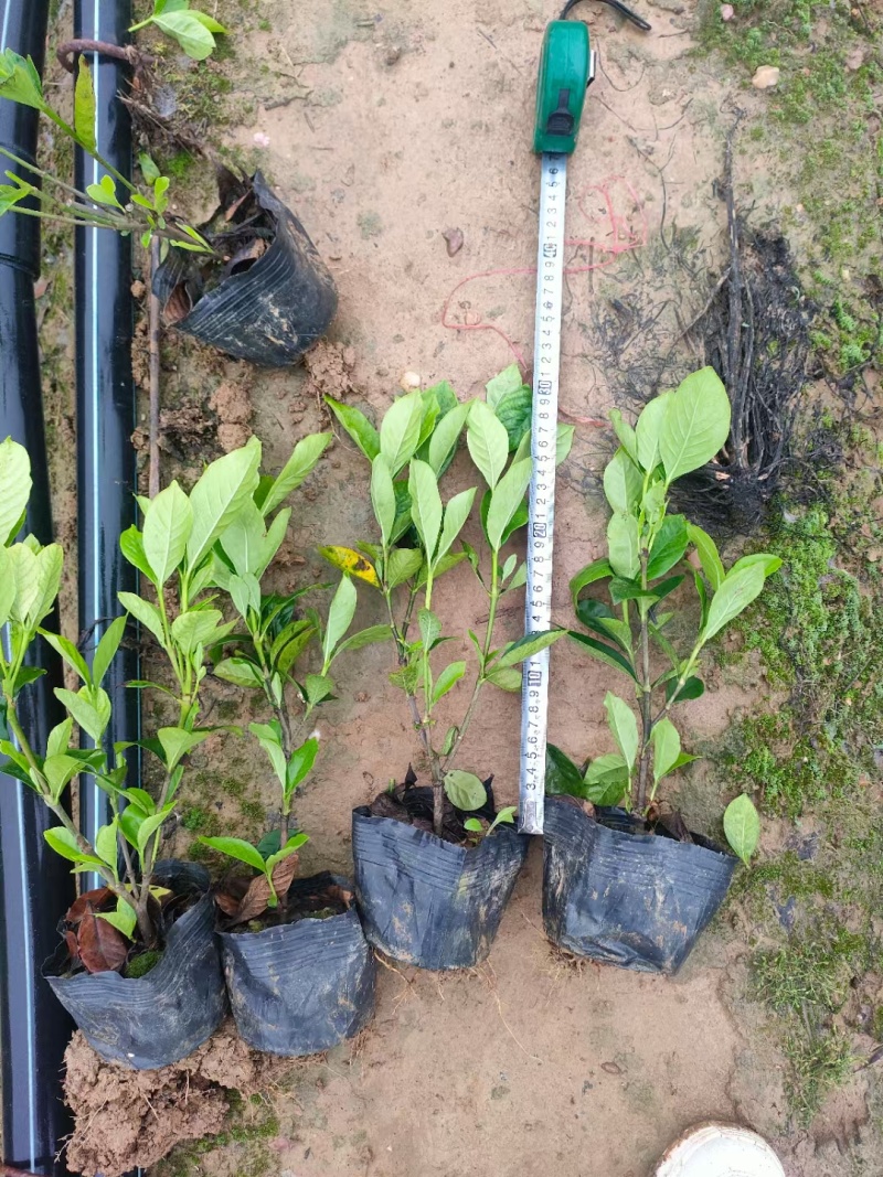 大叶栀子花绿化苗出售玫瑰栀子花杯苗