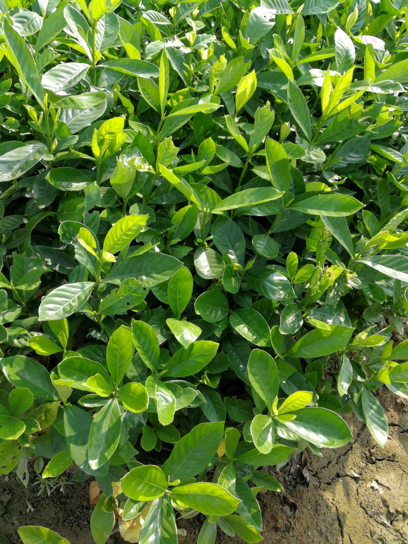 大叶栀子花绿化苗出售玫瑰栀子花杯苗