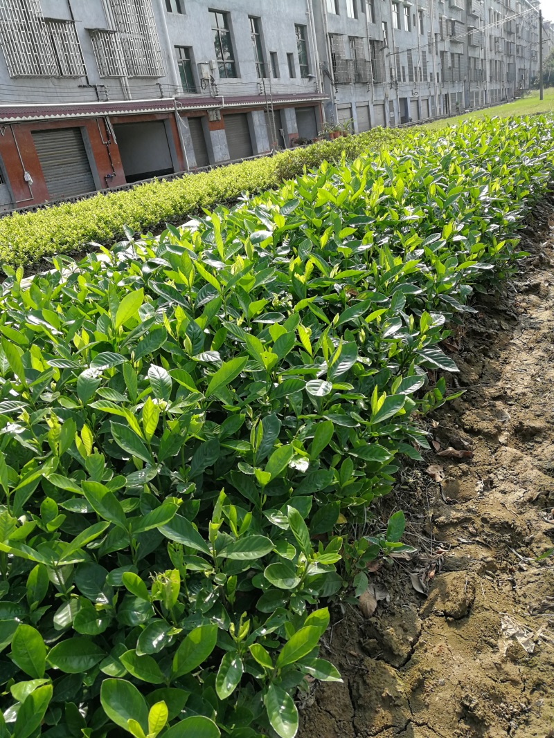 大叶栀子花绿化苗出售玫瑰栀子花杯苗