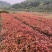 红叶石楠50cm-250cm绿篱基地直销