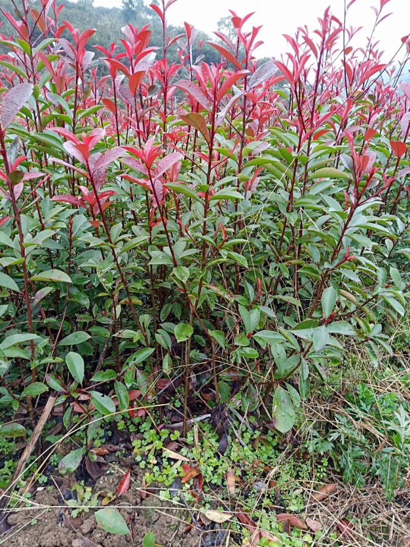 红叶石楠50cm-250cm绿篱基地直销