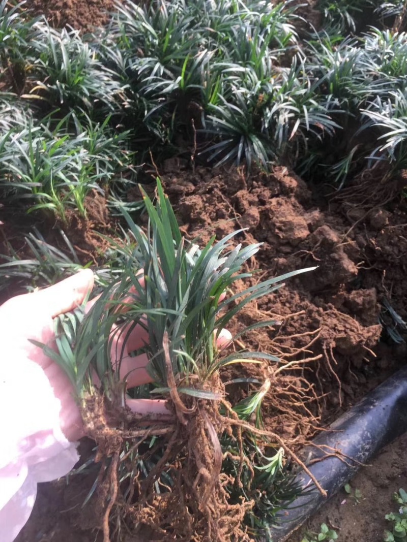 玉龙草庭院种植耐踩踏玉龙草一年四季常青
