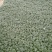 玉龙草庭院种植耐踩踏玉龙草一年四季常青