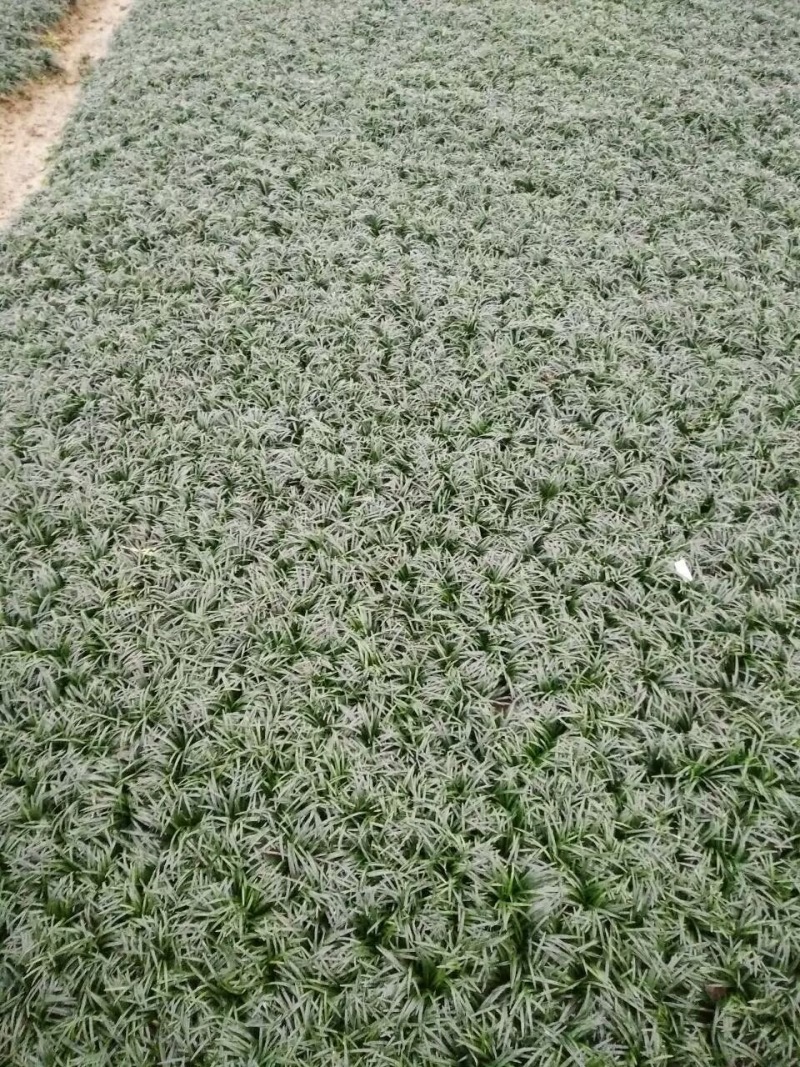 玉龙草庭院种植耐踩踏玉龙草一年四季常青