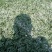 玉龙草庭院种植耐踩踏玉龙草一年四季常青