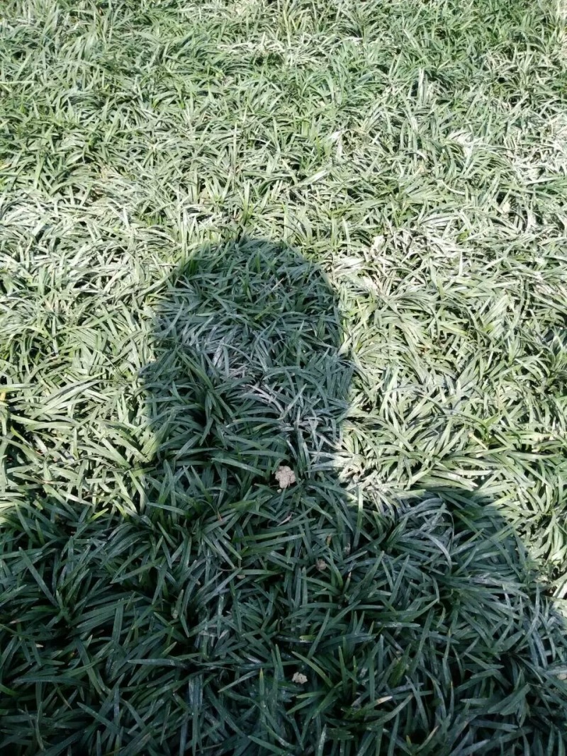 玉龙草庭院种植耐踩踏玉龙草一年四季常青