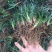 玉龙草庭院种植耐踩踏玉龙草一年四季常青