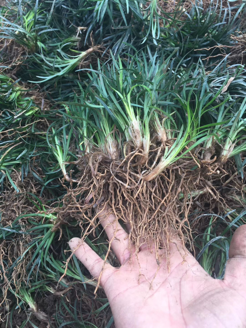 玉龙草庭院种植耐踩踏玉龙草一年四季常青