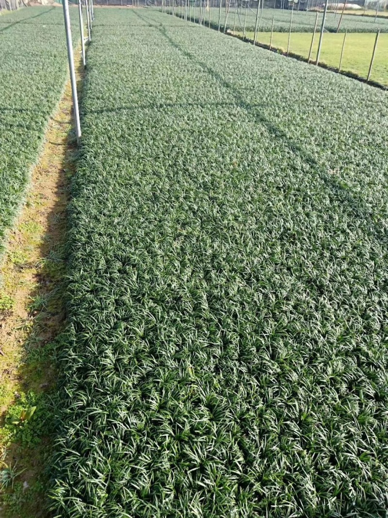 玉龙草庭院种植耐踩踏玉龙草一年四季常青