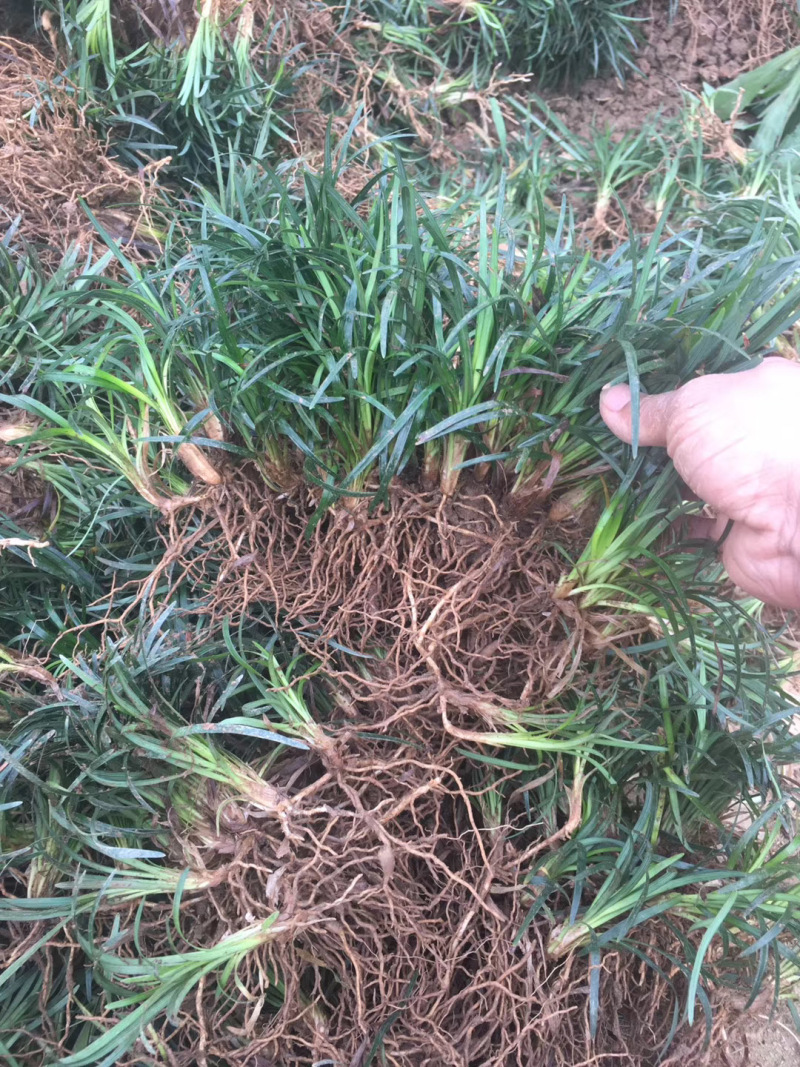 玉龙草庭院种植耐踩踏玉龙草一年四季常青