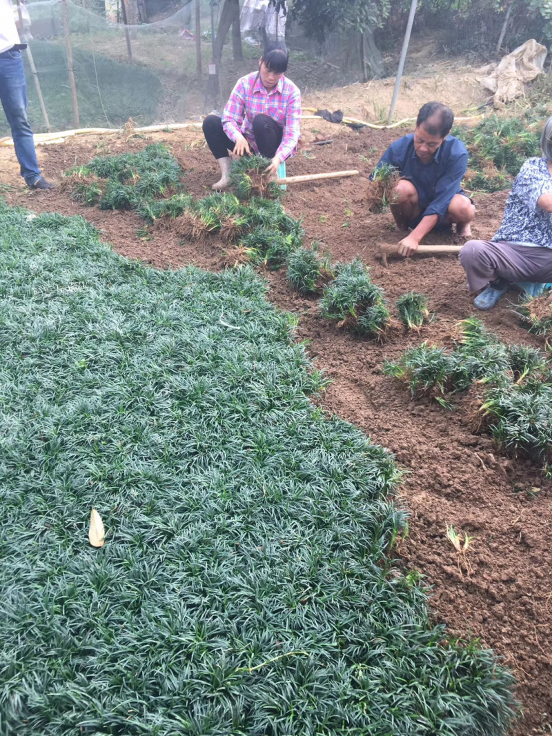 玉龙草庭院种植耐踩踏玉龙草一年四季常青