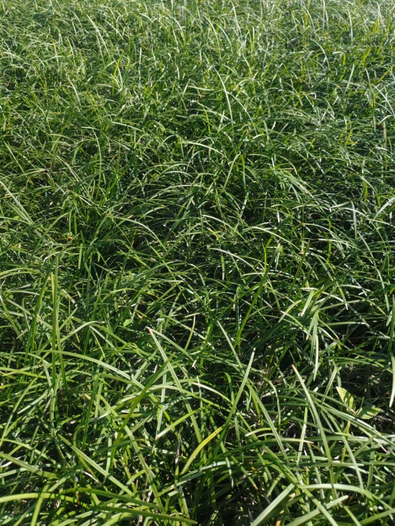 细叶麦冬草厂家麦冬草小叶湖南勇橙基地实拍