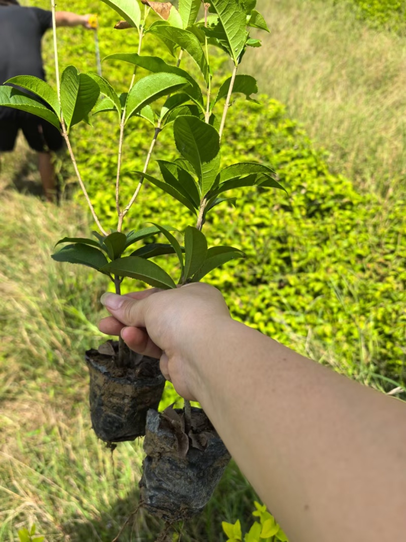 四季桂小苗月月桂杯苗批发