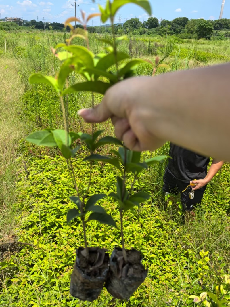 四季桂小苗月月桂杯苗批发