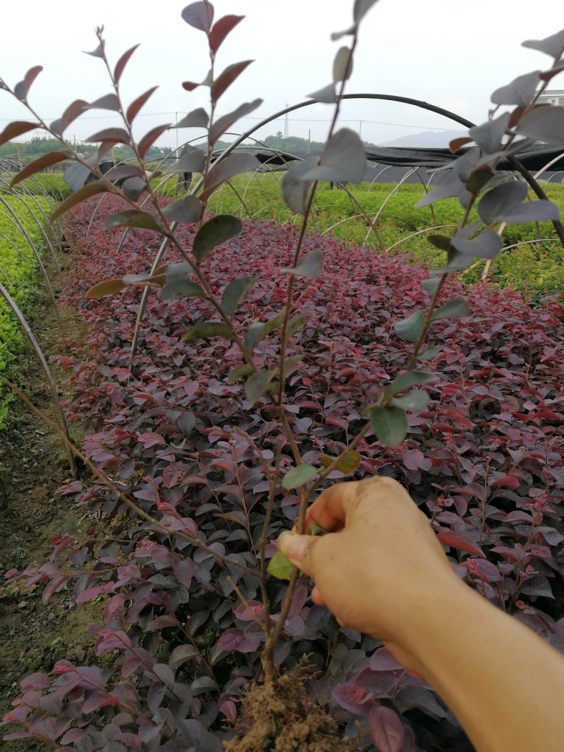 红花继木小苗红花继木杯苗球型批发