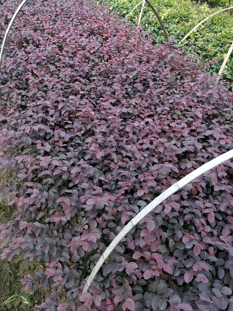 红花继木小苗红花继木杯苗球型批发