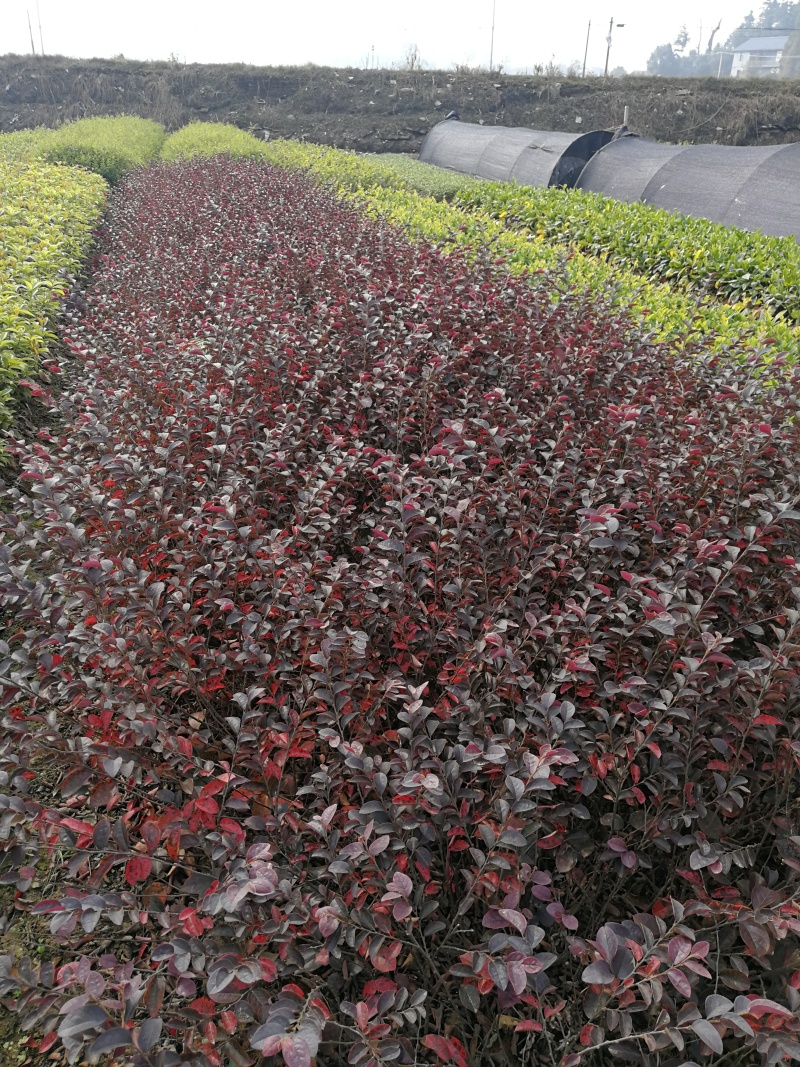 红花继木小苗红花继木杯苗球型批发