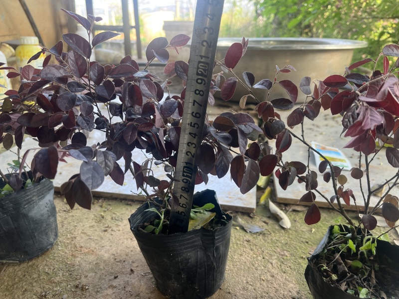 红花继木小苗红花继木杯苗球型批发