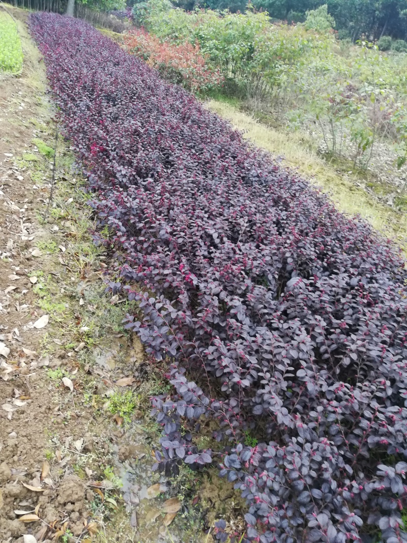 红花继木小苗红花继木杯苗球型批发