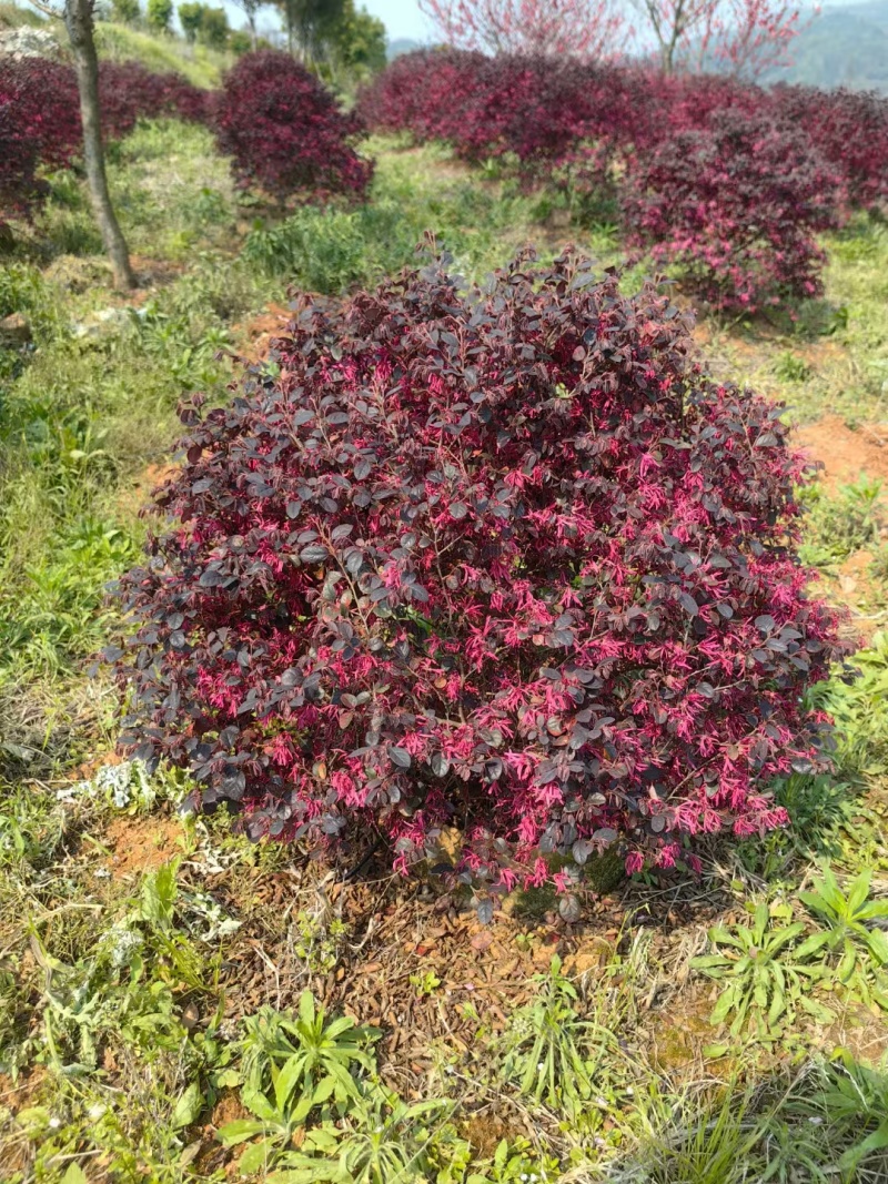 红花继木小苗红花继木杯苗球型批发