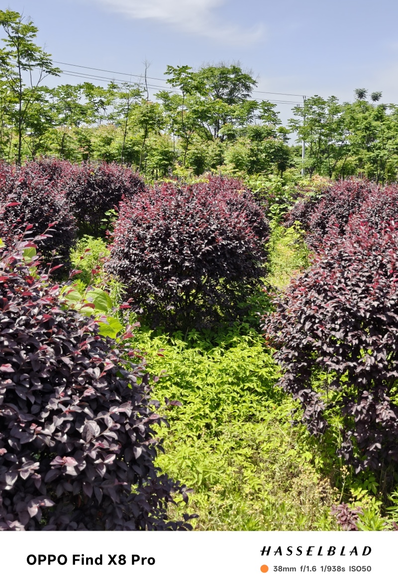 红花继木小苗红花继木杯苗球型批发