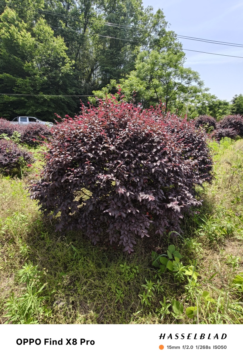 红花继木小苗红花继木杯苗球型批发