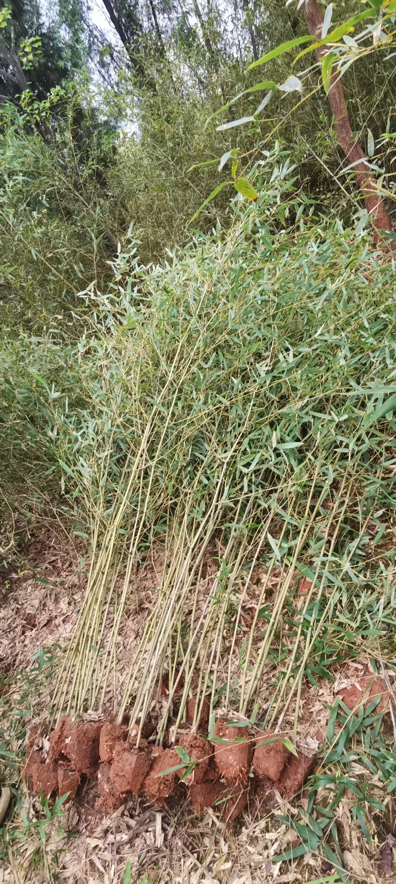 青皮竹绿篱早园竹四季常绿