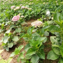 绣球花小苗八仙花杯苗厂家