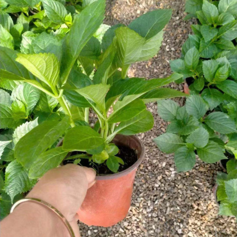 绣球花小苗八仙花杯苗厂家