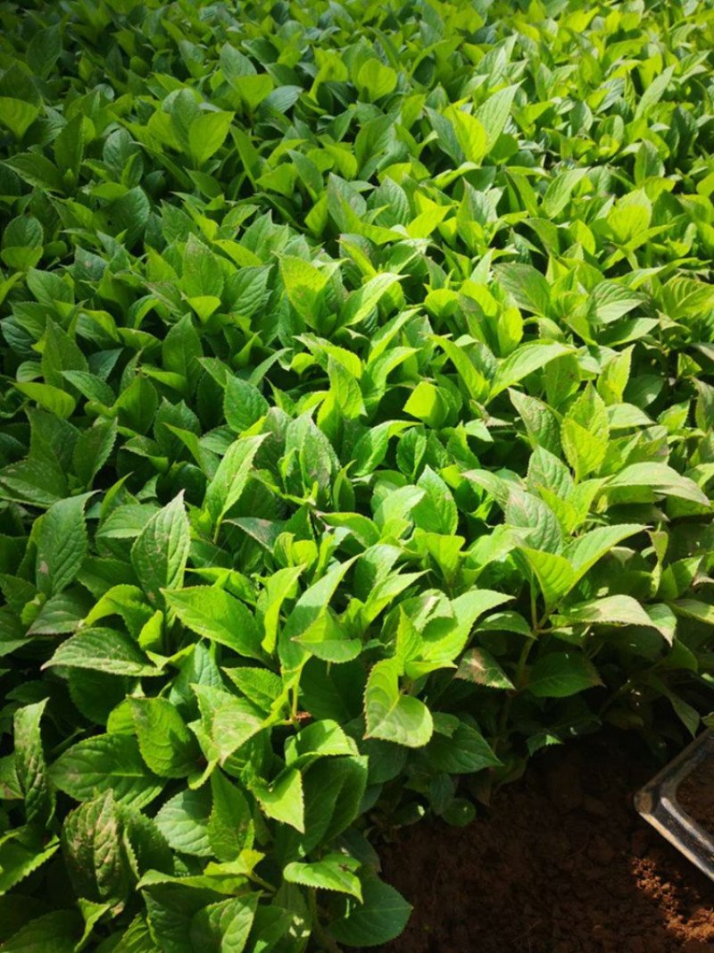 绣球花小苗八仙花杯苗厂家