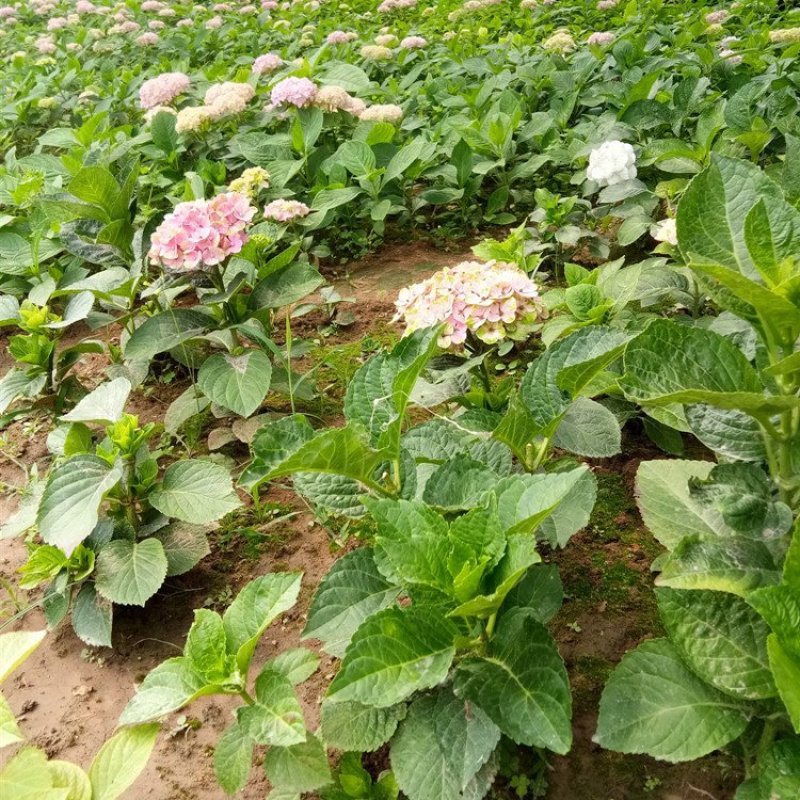 绣球花小苗八仙花杯苗厂家