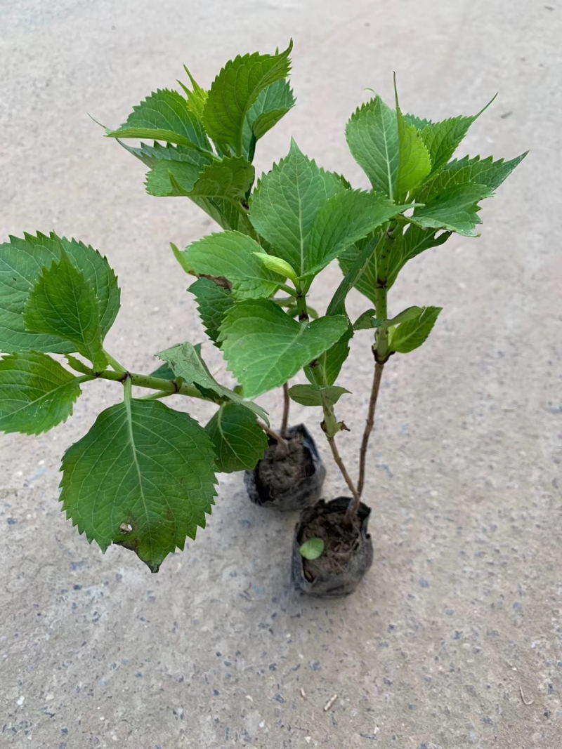 绣球花小苗八仙花杯苗厂家