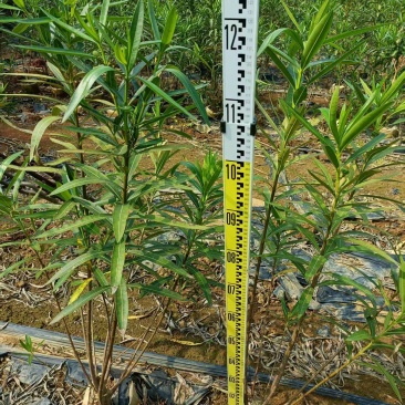 粉花夹竹桃小苗0.8-2.5米夹竹桃多头