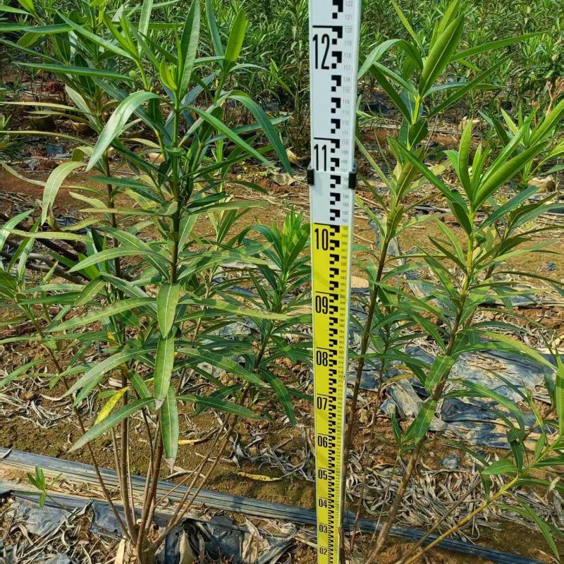 粉花夹竹桃小苗0.8-2.5米夹竹桃多头