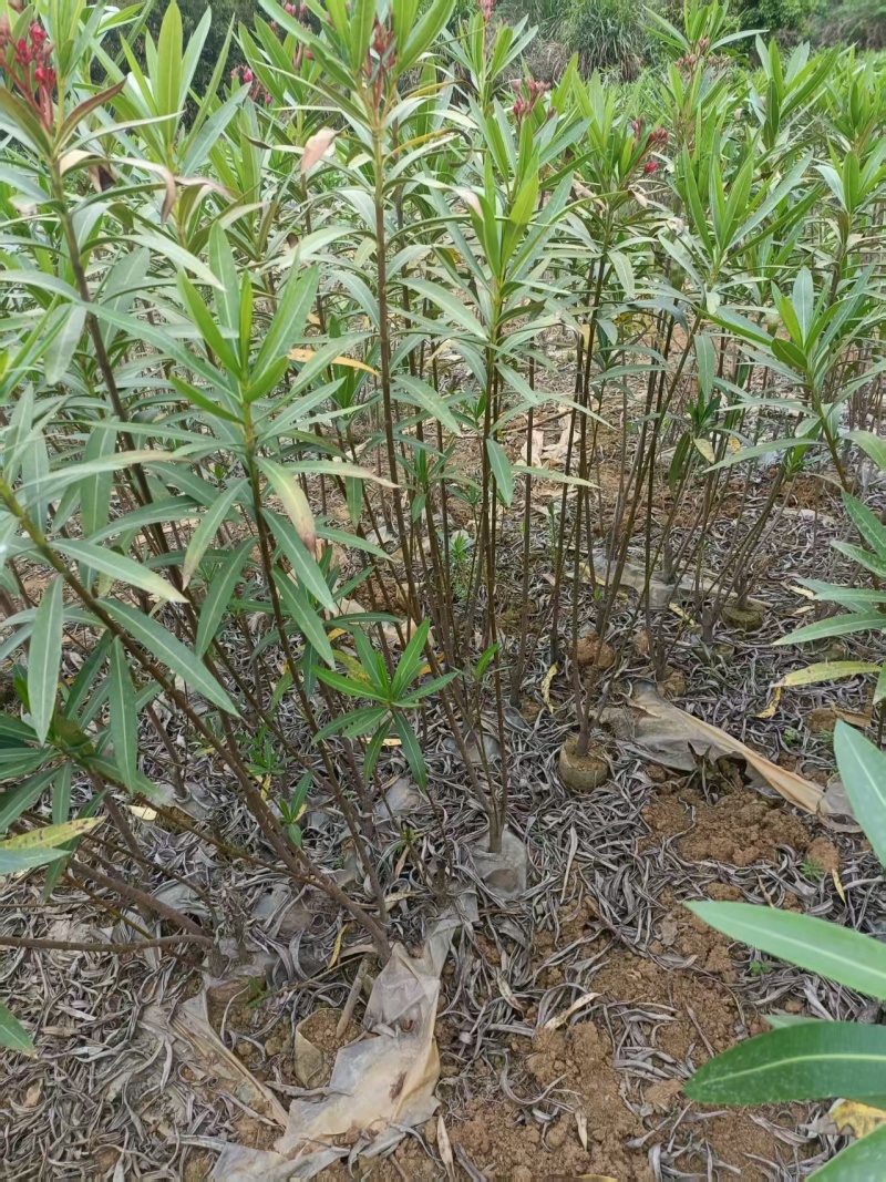 粉花夹竹桃小苗0.8-2.5米夹竹桃多头