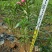 粉花夹竹桃小苗0.8-2.5米夹竹桃多头