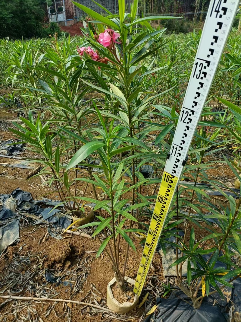 粉花夹竹桃小苗0.8-2.5米夹竹桃多头