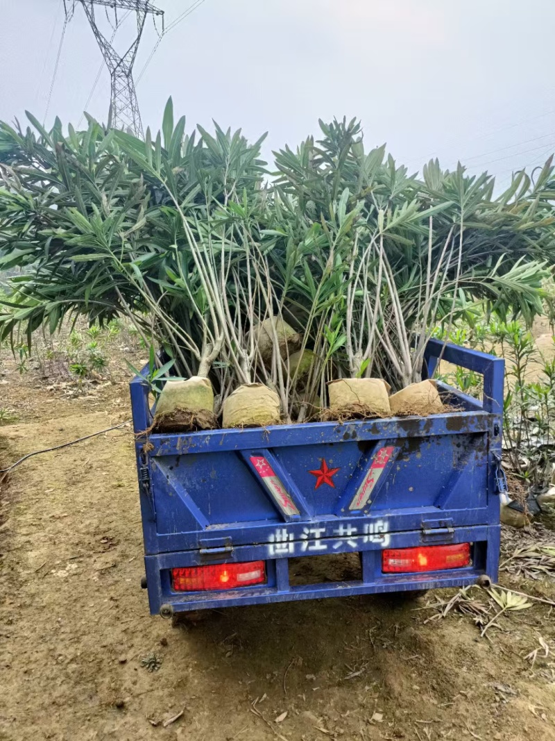 粉花夹竹桃小苗0.8-2.5米夹竹桃多头
