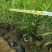 粉花夹竹桃小苗0.8-2.5米夹竹桃多头