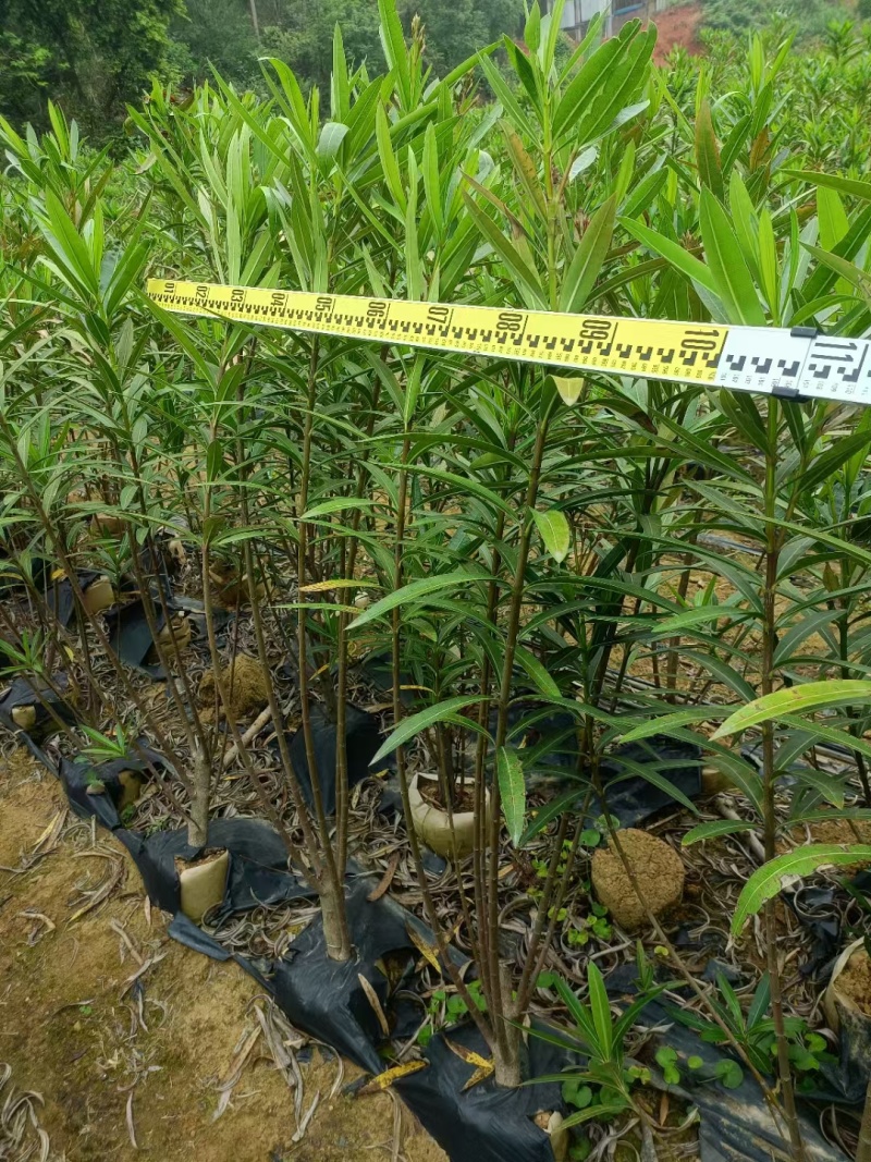 粉花夹竹桃小苗0.8-2.5米夹竹桃多头