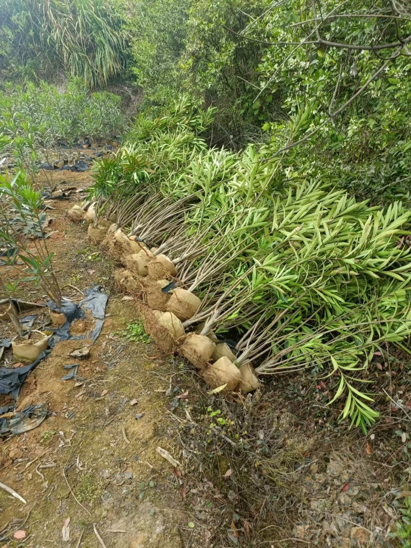 粉花夹竹桃小苗0.8-2.5米夹竹桃多头