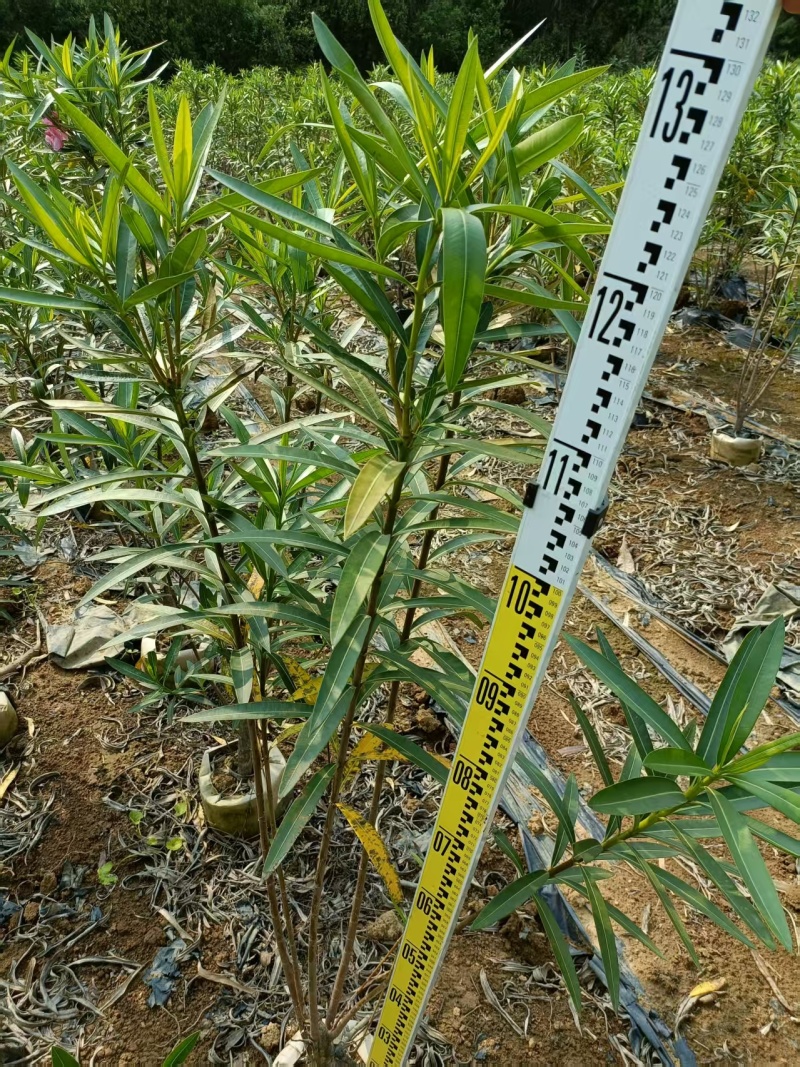 粉花夹竹桃小苗0.8-2.5米夹竹桃多头