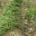 粉花夹竹桃小苗0.8-2.5米夹竹桃多头