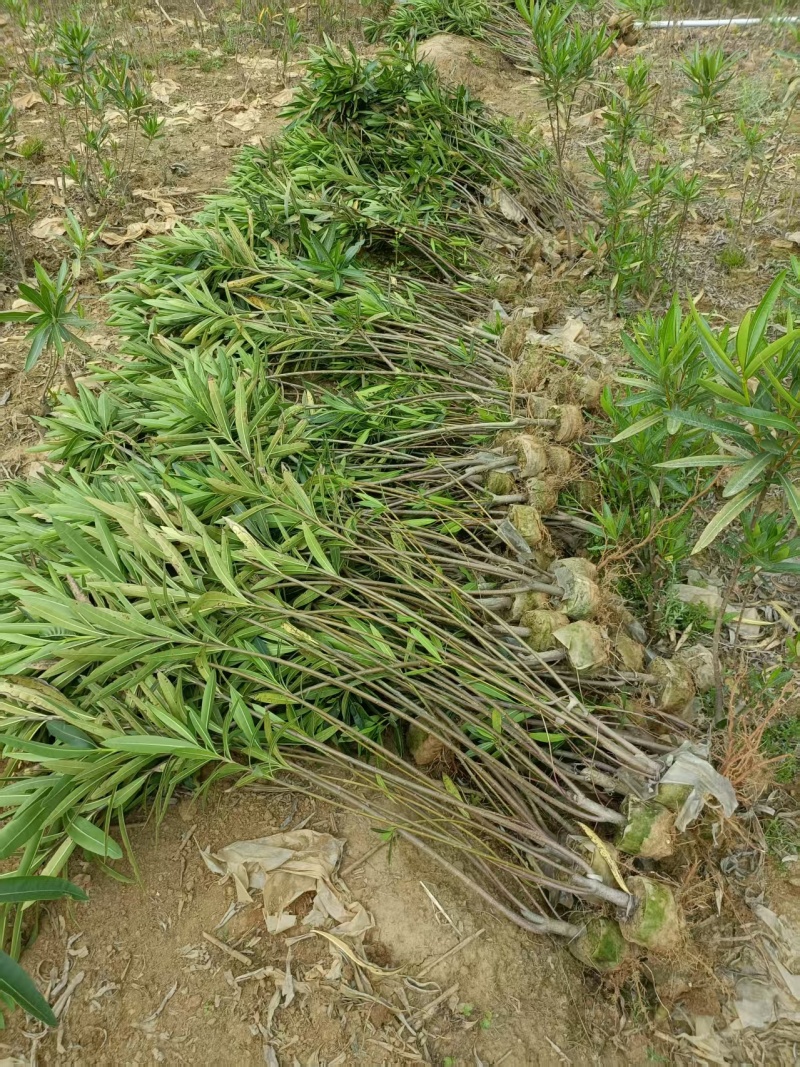 粉花夹竹桃小苗0.8-2.5米夹竹桃多头