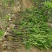 粉花夹竹桃小苗0.8-2.5米夹竹桃多头