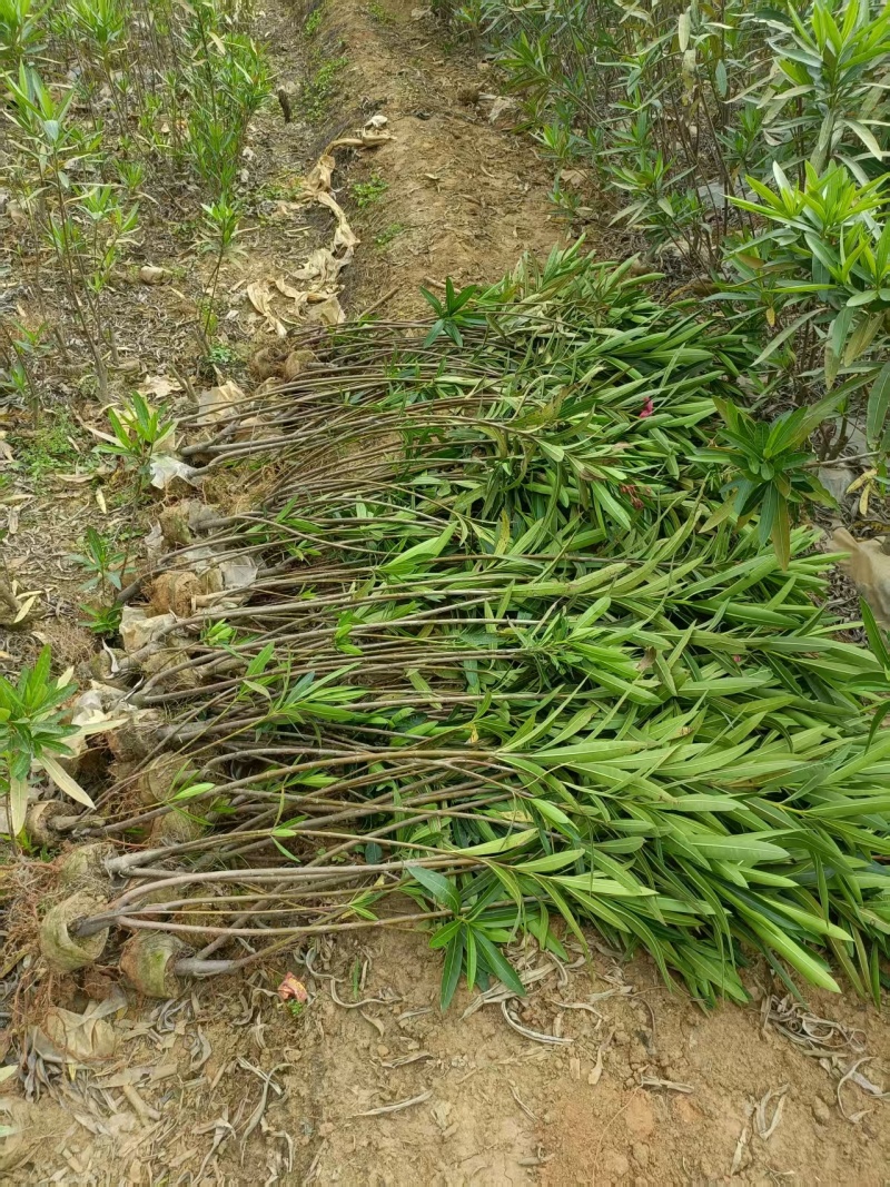 粉花夹竹桃小苗0.8-2.5米夹竹桃多头