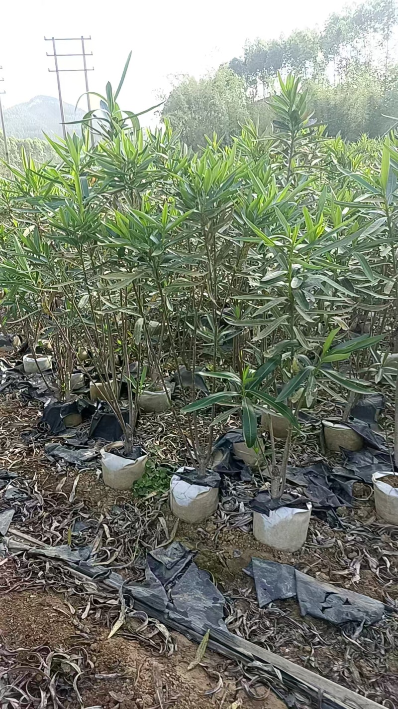 粉花夹竹桃小苗0.8-2.5米夹竹桃多头